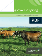 Dairynz Feeding Cows in Spring