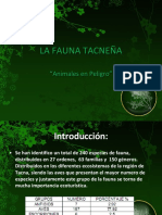 La Fauna Tacnea 1221799114180278 8