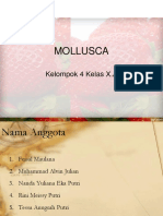 Mollusc A