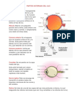 Partes Internas Del Ojo