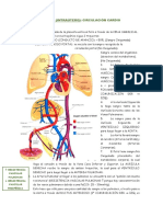 Fisiología Fetal