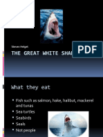 The Great White Shark