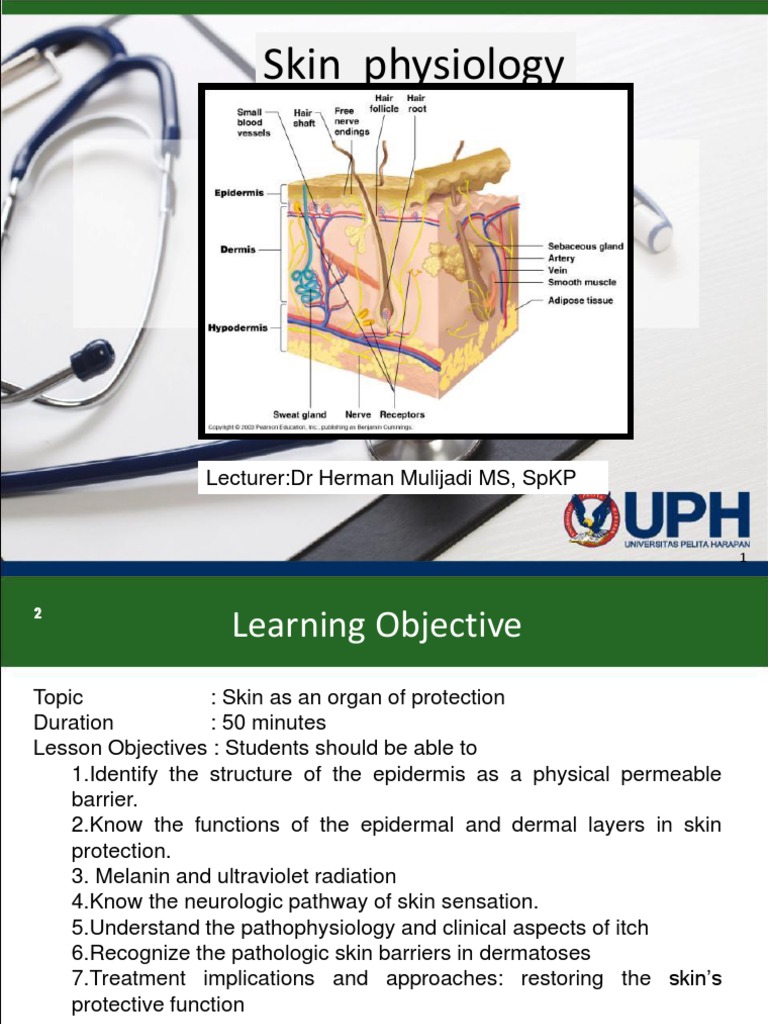 Skin Layers and Their Functions | PDF | Somatosensory System | Spinal Cord