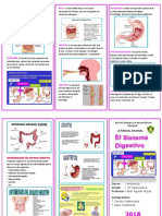 Triptico El Sistema Digestivo