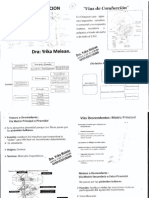 Vias de Conduccion Nº7