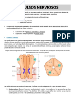 Impulso Nervioso (Potencial de Acción)