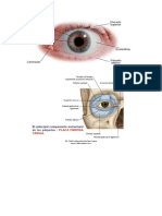 Conjuntiva y Parpado