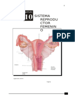 Sistema reproductor femenino: Órganos y funciones