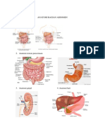 Anatomi Bagian Abdomen 1. Region Abdomen