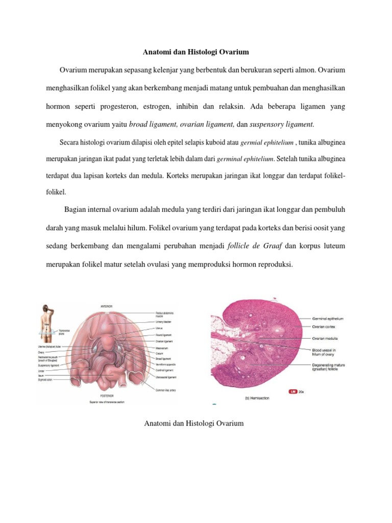 Modul 3 Anatomi Dan Histologi Ovarium