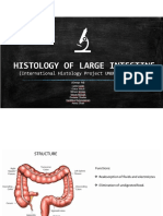 Large Intestine PDF