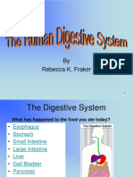 v10CR SMART Simple Organs of The Digestive and Excretory System Upper Grades
