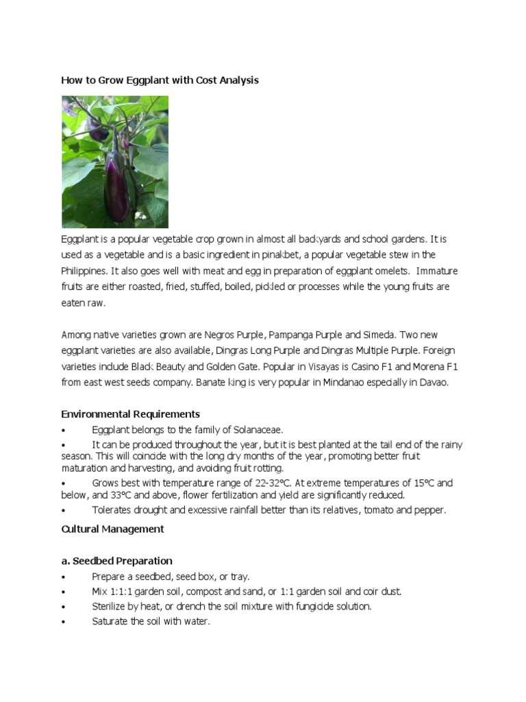 How To Grow Eggplant With Cost Analysis PDF Seedling Eggplant