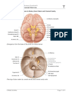 Cranial Nerves