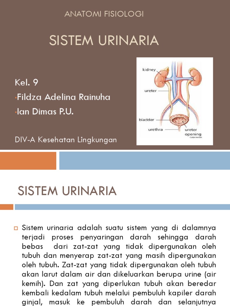 Coretanku Penyakit Sistem Genitourinaria