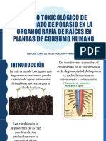 Efecto Toxicológico de Dicromato de Potasio... Eq.2