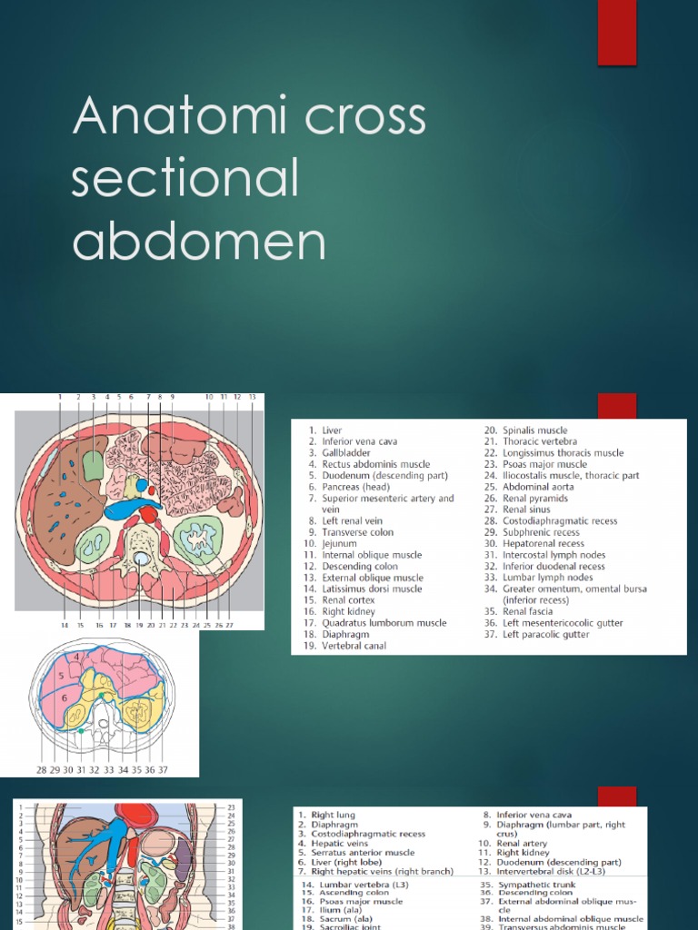 Anatomi Cross Sectional Biology Diagrams