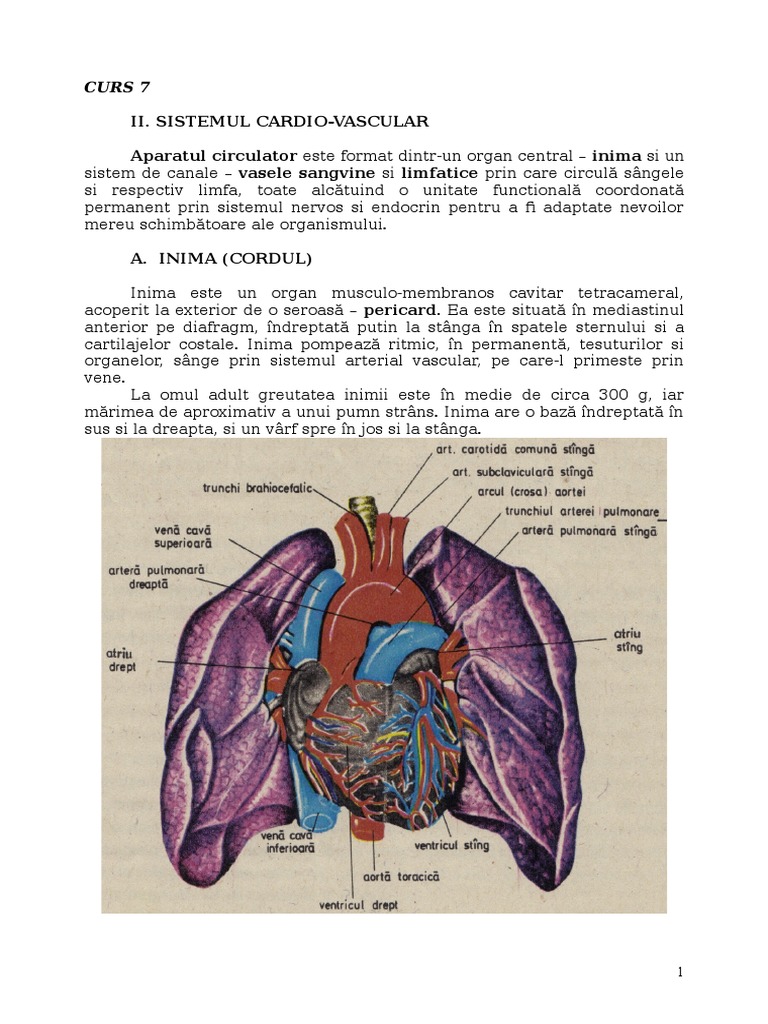 Curs 7 Sistemul Cardio-Vascular | PDF