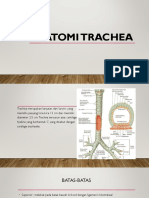 Anatomi Trachea(1)
