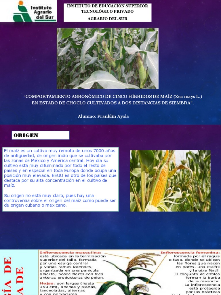 Cultivo De Maiz Pdf Maíz Fertilizante