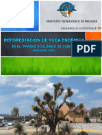 Reforestación de Yuca Endémica