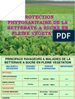 Maladies Et Ravageurs Betterave