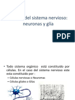 Celulasdelsistemanervioso Neuronasyglia