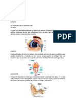 5 sentidos y sus funciones