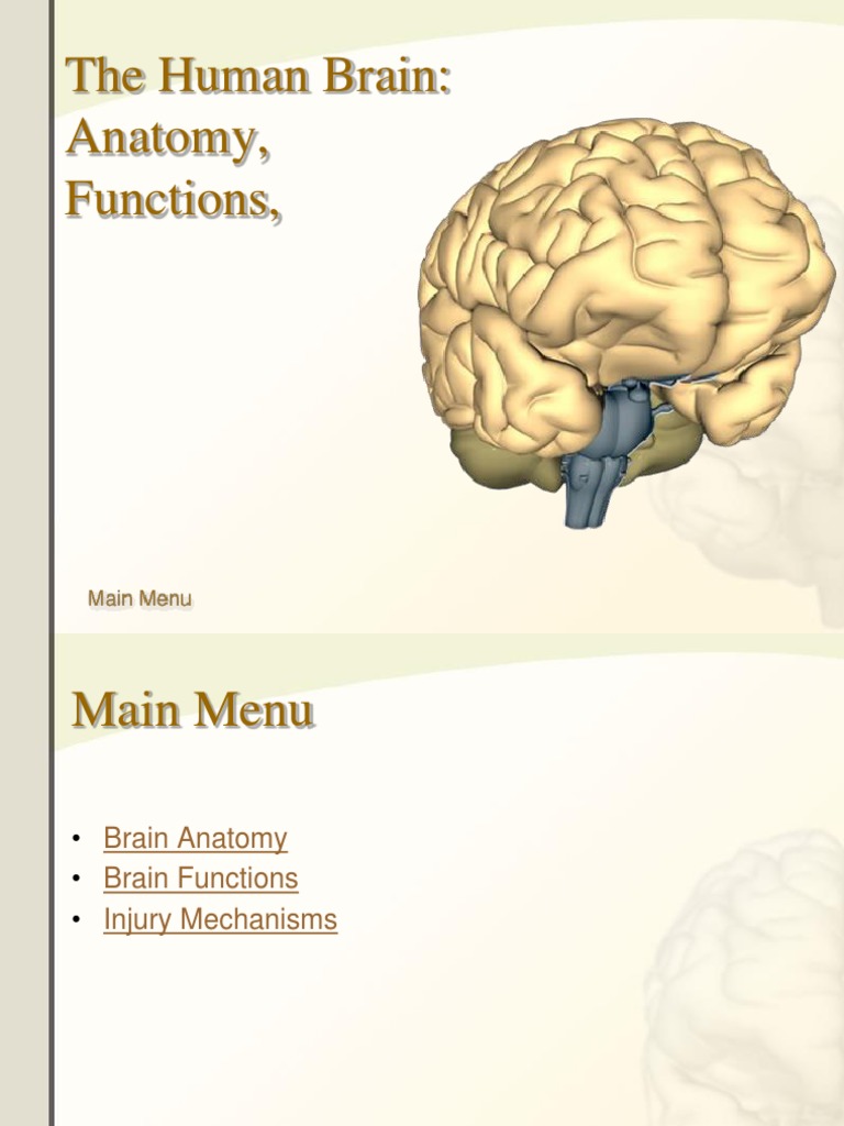 Human Brain Anatomy and Functions | PDF | Brainstem | Nervous System