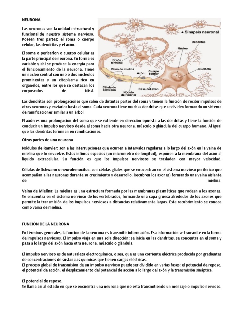 Estructura y función de la neurona | PDF | Sinapsis | Neurona