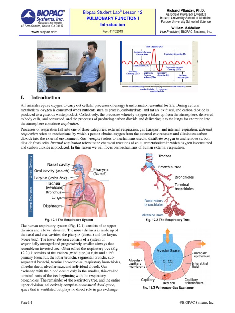 Pulmonary Function I: Biopac Student Lab Lesson 12 | PDF | Respiratory ...