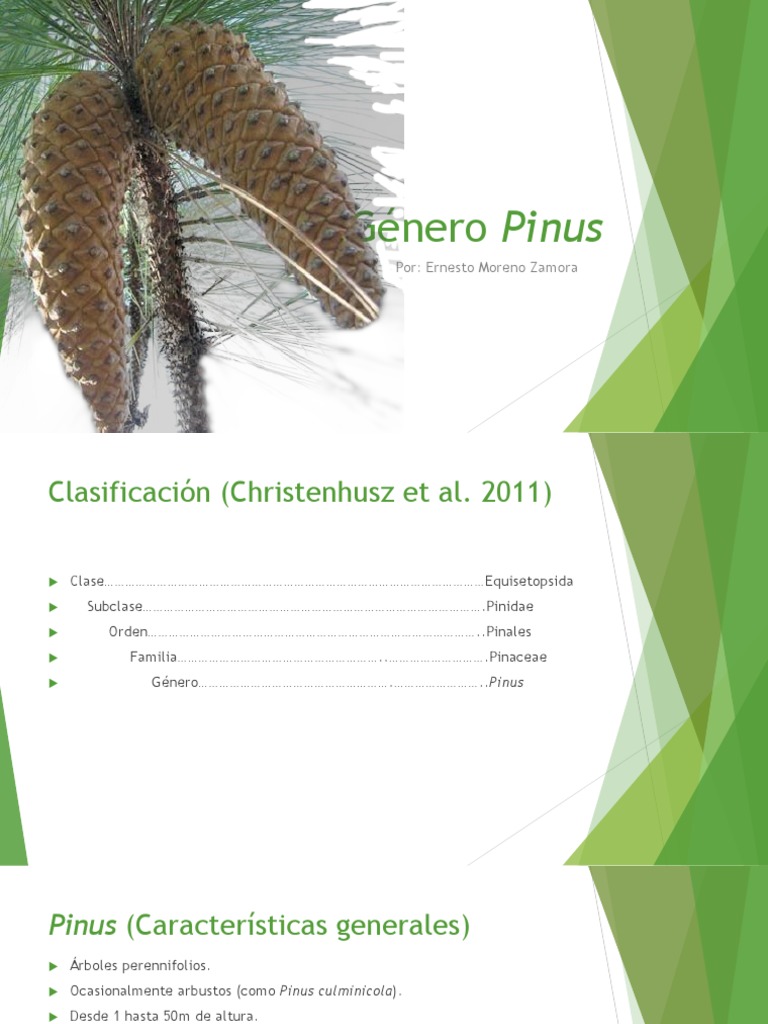 Pinos de Michoacán y Generalidades Del Género Pinus | PDF | Plantas ...