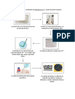 Flujograma de Trabajo Aislamiento de Staphylococcus Aureus