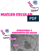 2. Ciclo Celular