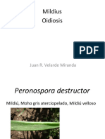 Mildius y Oidiosis