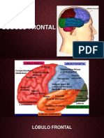 Lóbulo Frontal