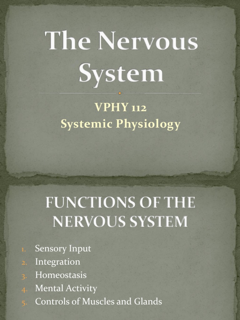 Overview of the Nervous System Functions | PDF | Autonomic Nervous ...