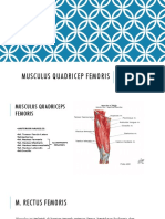 Musculus Quadricep Femoris