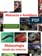 Moluscos e Anelídeos: Características e Representantes