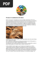 El Silicio Vegetal 2