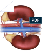 Enfermedades Renales