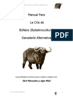 Cria de Bufalos