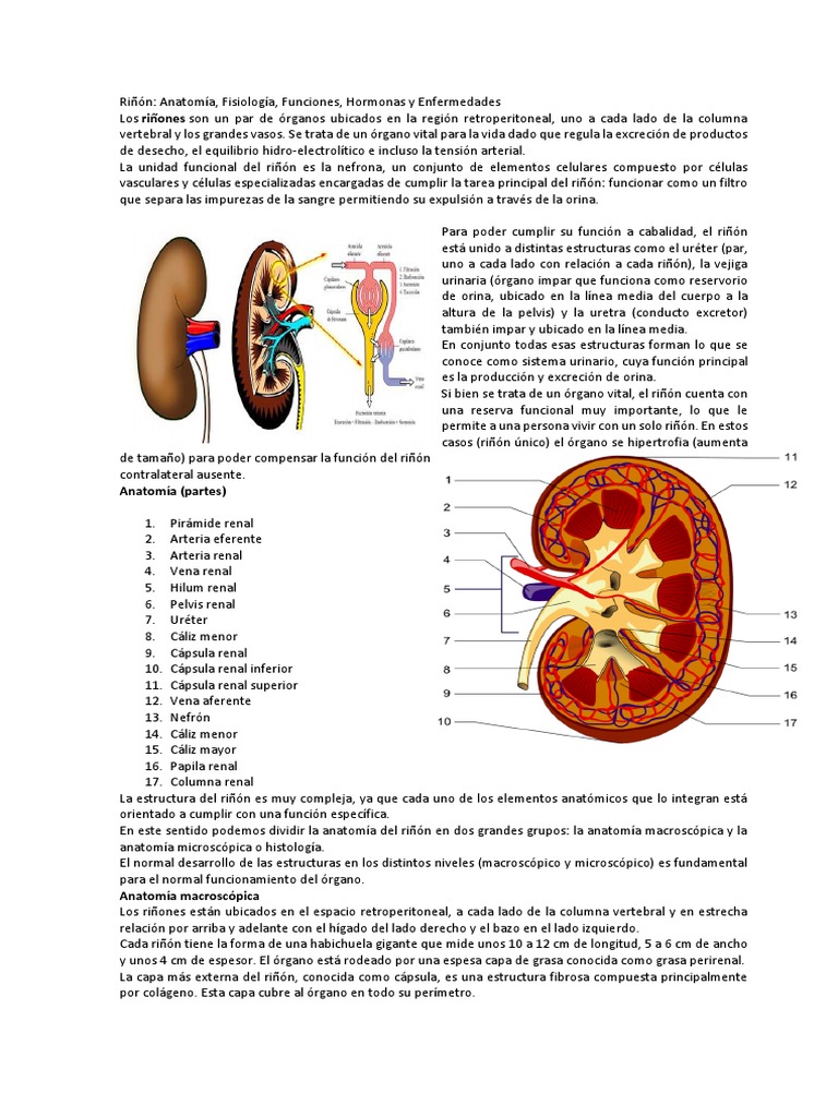 Anatomía y Función del Riñón | PDF | Riñón | Angiotensina