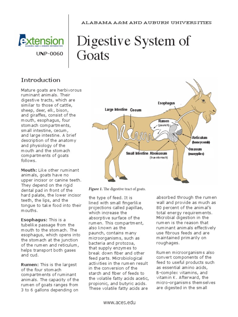 Digestive System of Goats | PDF | Ruminant | Digestion