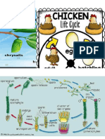 Life Cycle of Plants