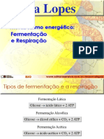 Tipos de fermentação, respiração e saldo energético