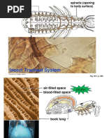 3. Respiratory System