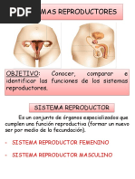Sistema Reproductor