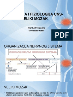 Anatomija I Fiziologija CNS Veliki Mozak DR Krstic Vladimir