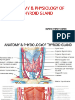 Anatomy of Thyroid Gland